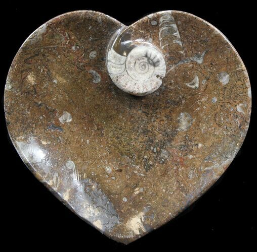 Heart Shaped Fossil Goniatite Dish #39304